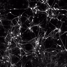 neurons-firing